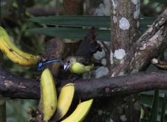 Ramphocelus flammigerus icteronotus