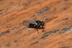 Coenosia atra