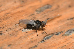 Coenosia atra