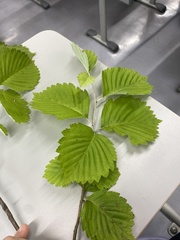 Micromeles japonica