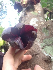 Sapranthus palanga