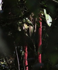 Anthurium ovatifolium