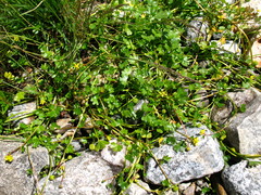 Ranunculus radicans
