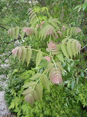 Ailanthus altissima
