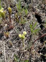 Castilleja rubicundula