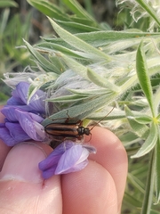 Cortodera longicornis