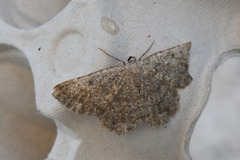 Dicrognophos sartata