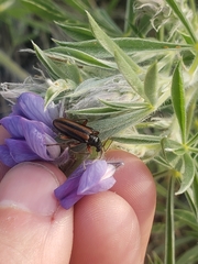 Cortodera longicornis