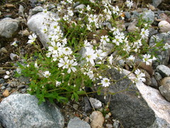 Cerastium pusillum