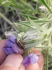 Cortodera longicornis