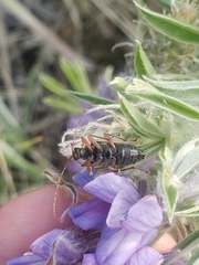 Cortodera longicornis