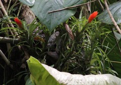 Guzmania angustifolia