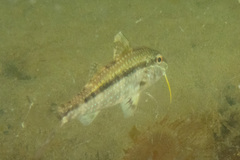 Upeneichthys