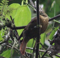 Anabacerthia variegaticeps