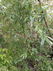 Salix