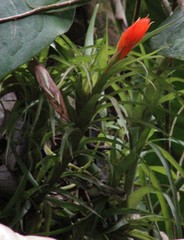 Guzmania angustifolia