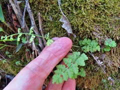 Woodsia obtusa occidentalis