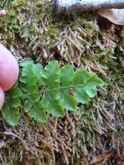 Woodsia obtusa occidentalis