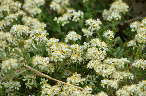 Nitraria sibirica (Nitraria sibirica)
