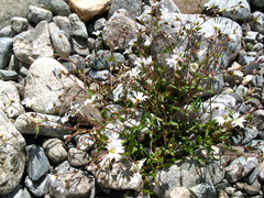 Cerastium pusillum