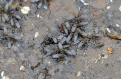 Ephydra glauca