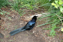 Quiscalus mexicanus
