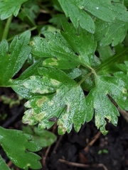 Entyloma