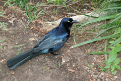 Quiscalus mexicanus