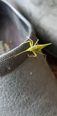 Listroscelidinae