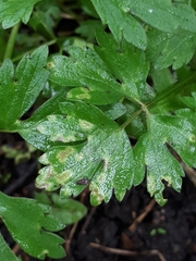 Entyloma
