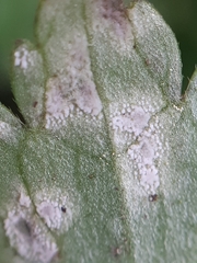 Entyloma
