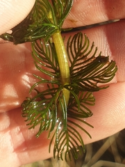 Myriophyllum triphyllum