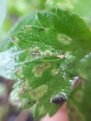 Entyloma