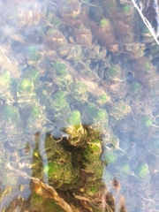 Myriophyllum triphyllum
