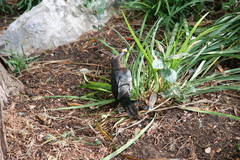 Quiscalus mexicanus