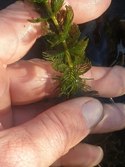 Myriophyllum triphyllum