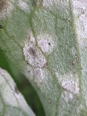 Entyloma