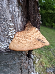 Cerioporus squamosus