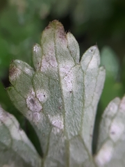Entyloma