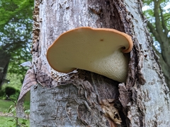 Cerioporus squamosus