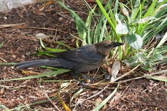 Quiscalus mexicanus