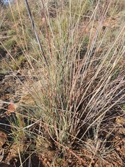 Cymbopogon pospischilii
