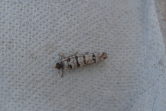 Blastesthia tessulatana