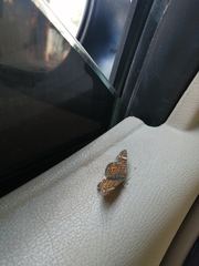 Phyciodes pallescens