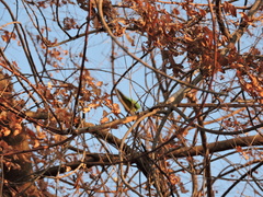 Psittacara holochlorus