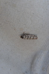 Blastesthia tessulatana