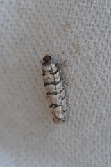 Blastesthia tessulatana