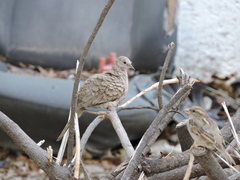Columbina inca