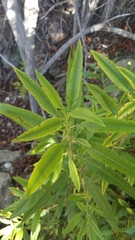 Lyonothamnus floribundus floribundus
