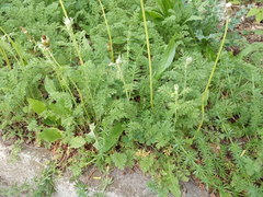 Achillea nobilis